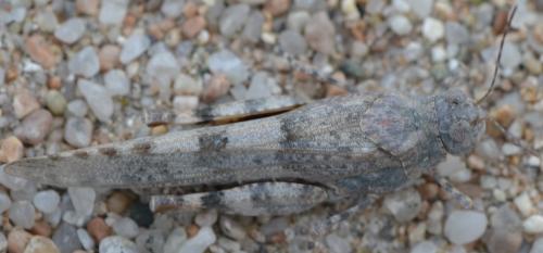 Sphingonotus corsicus
